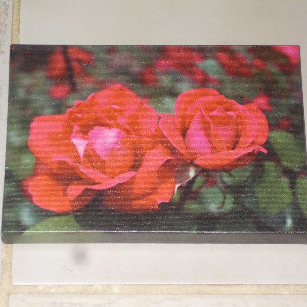 Gorgeous rose art on stretched canvas